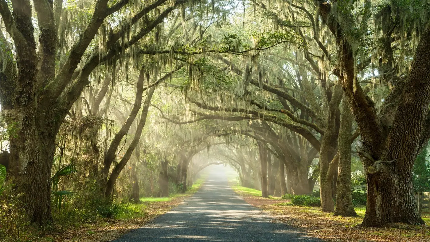 Water damage restoration in Bascom, FL: a country road lined with live oaks draped in Spanish moss